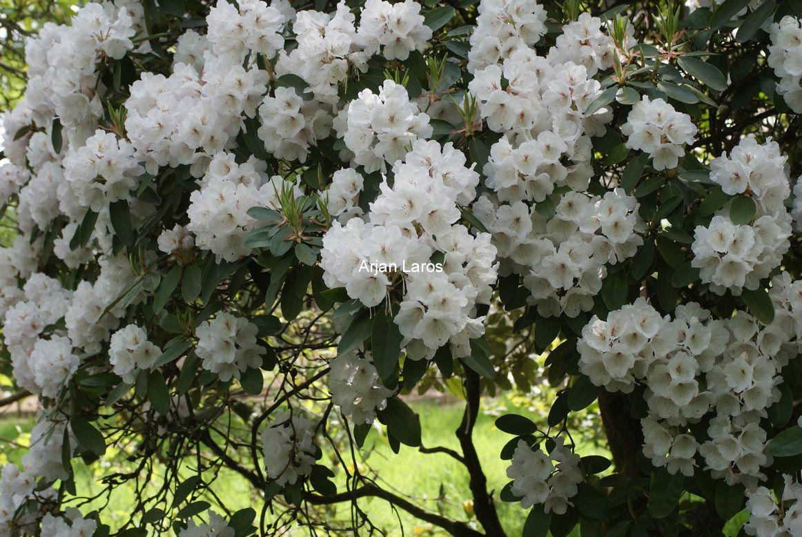 Rhododendron 'Mount Everest'