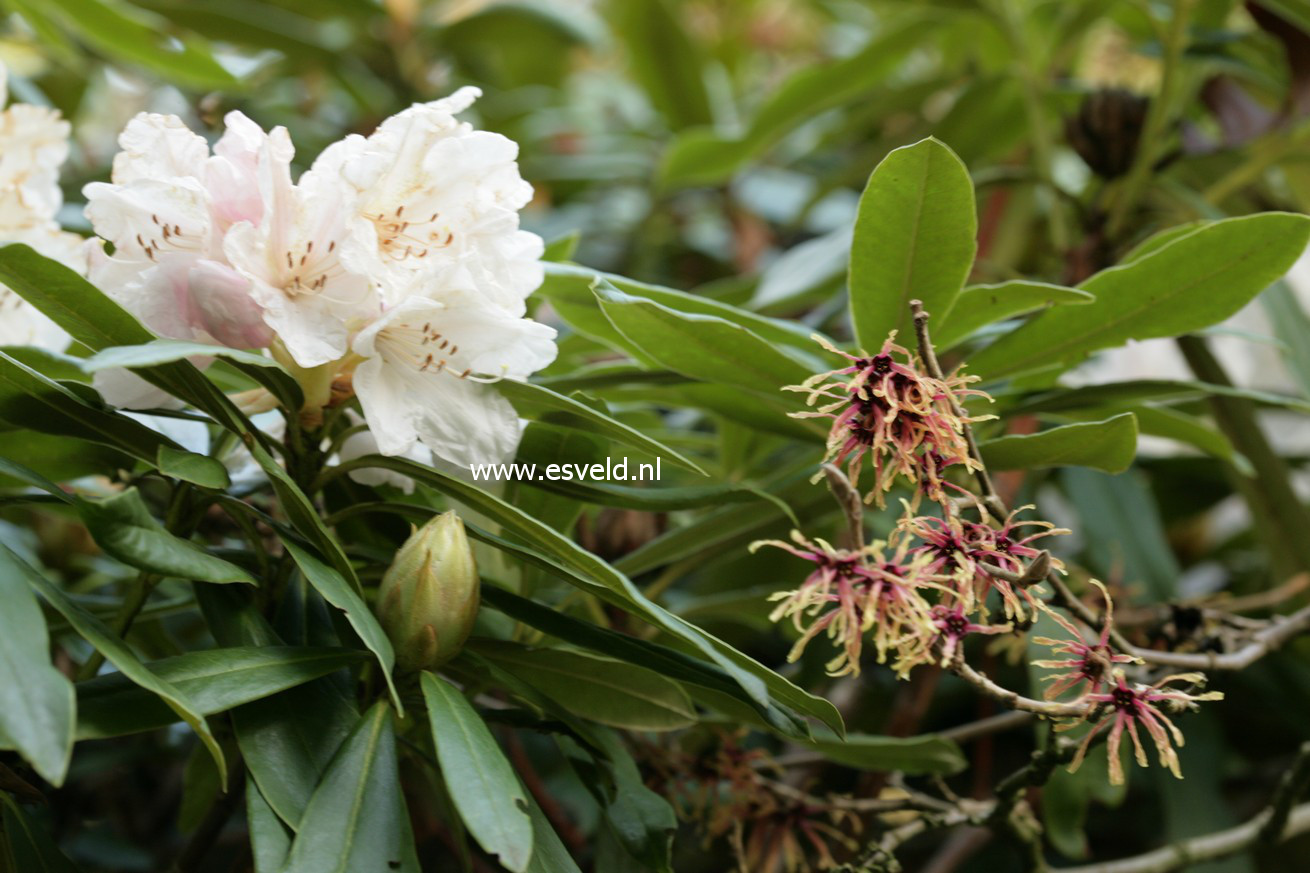 Rhododendron 'Nobleanum Venustum'
