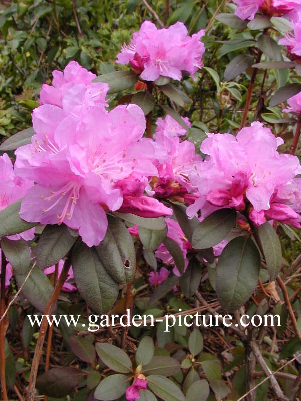 Rhododendron 'P.J. Mezitt'
