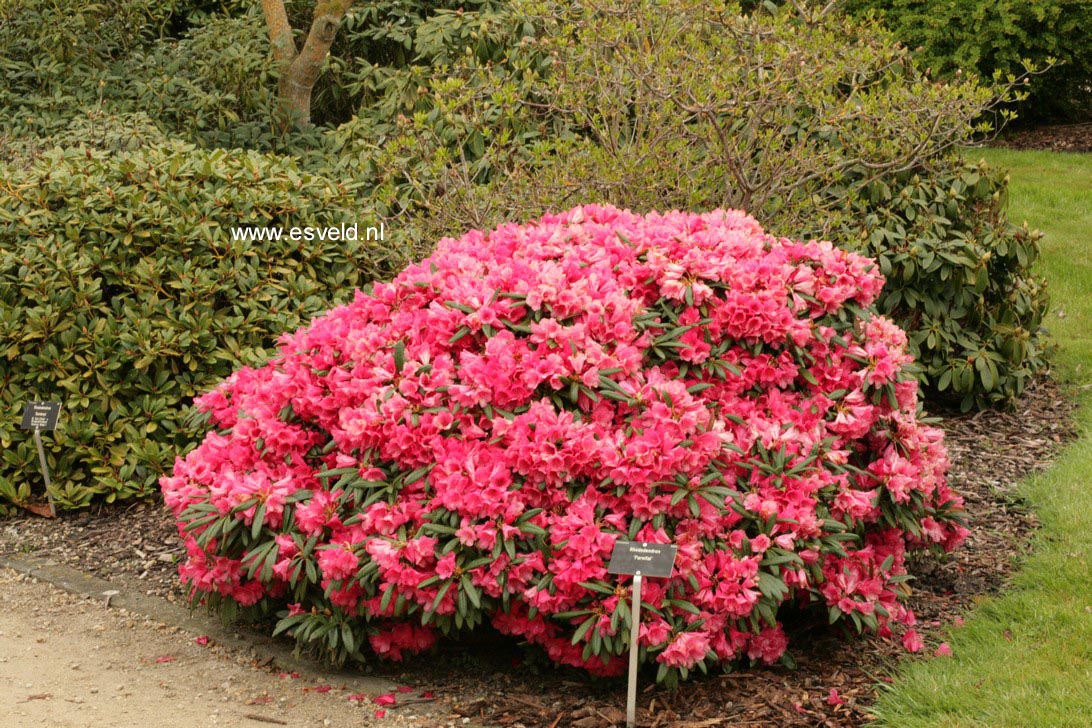 Rhododendron 'Parsifal'