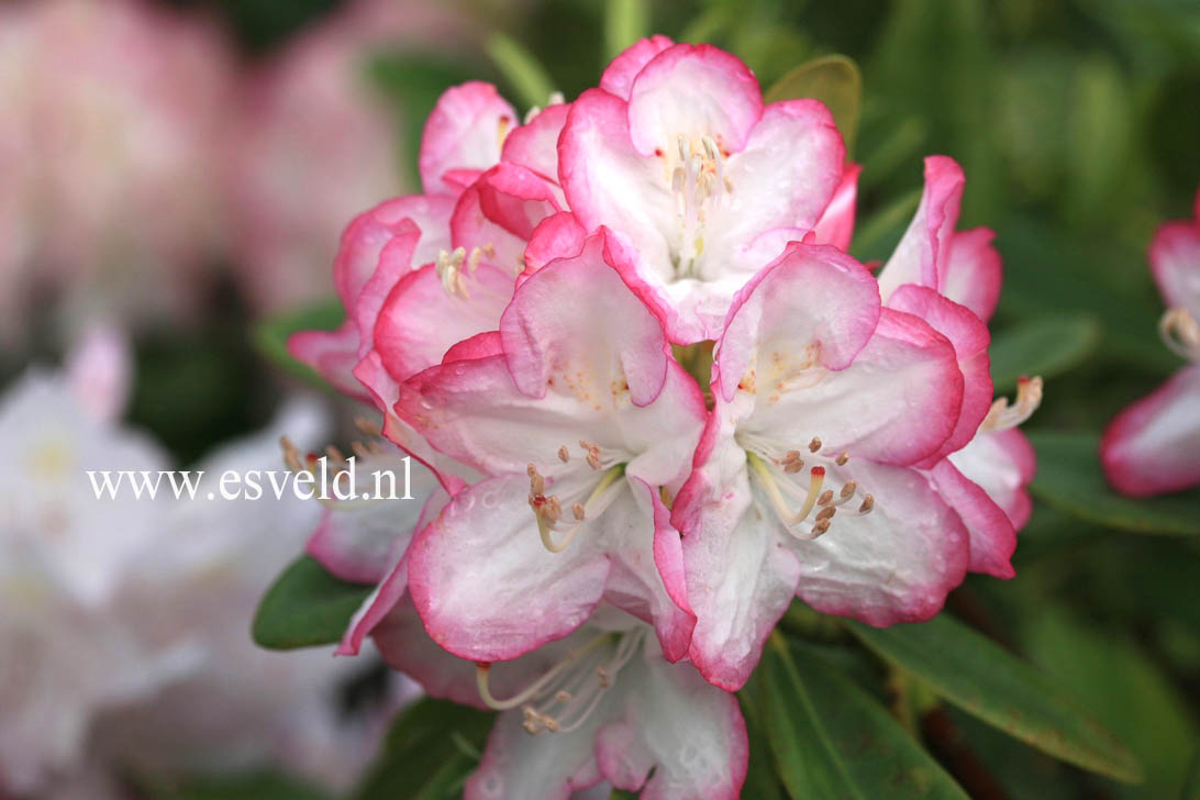 Rhododendron 'Picotee'