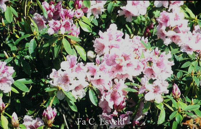 Rhododendron 'Pink Pearl'