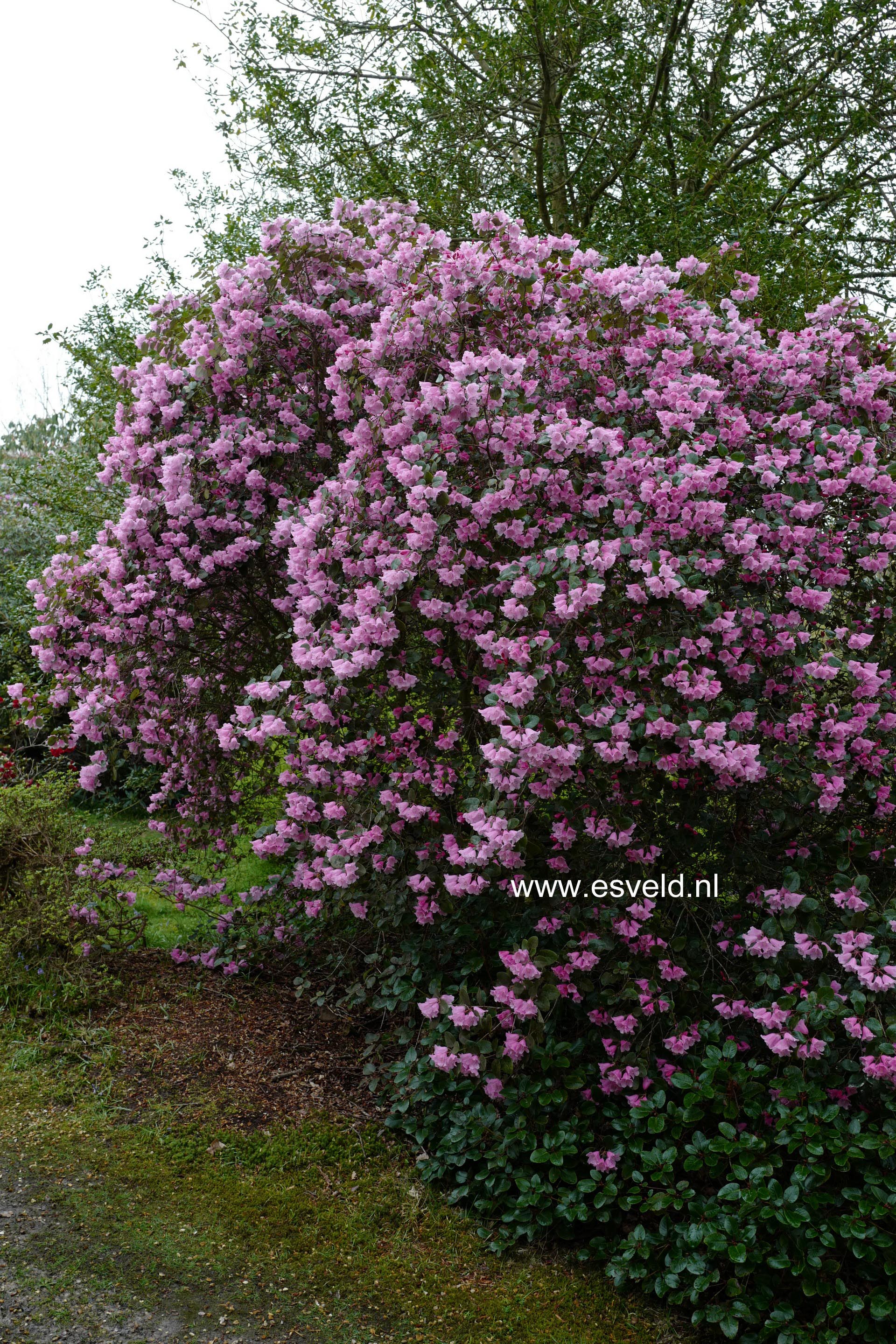 Rhododendron 'Pink Pebble'
