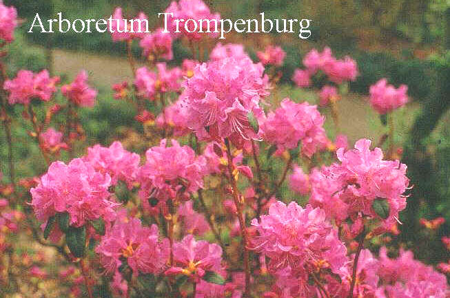 Rhododendron 'Pioneer'