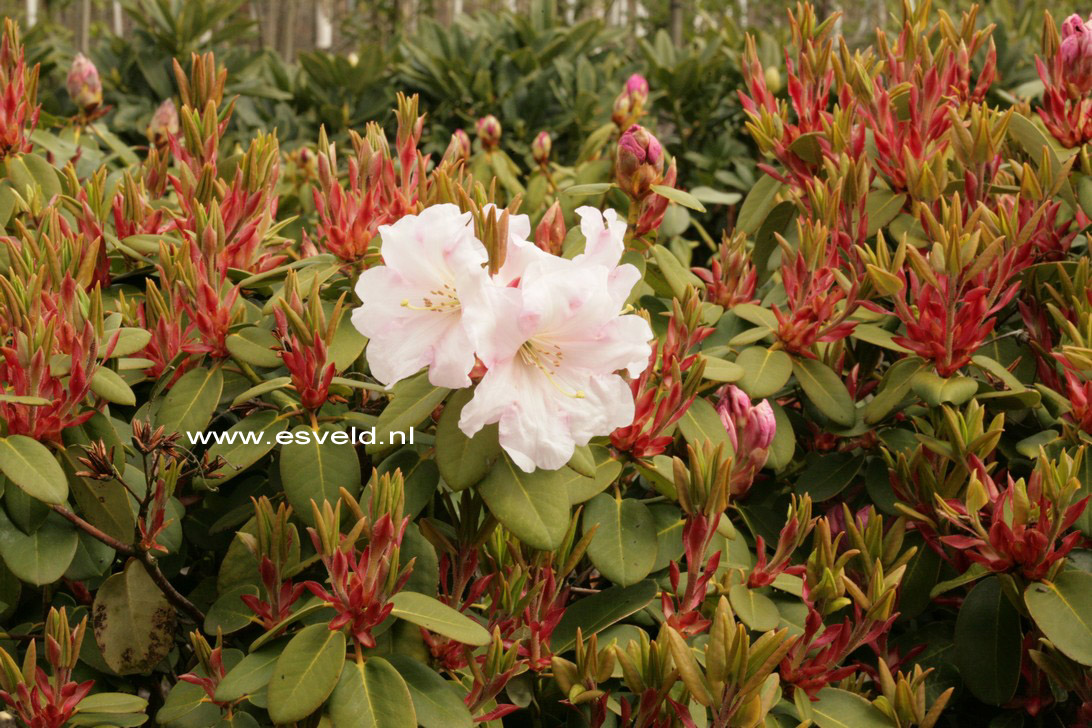 Rhododendron 'Pipaluk'