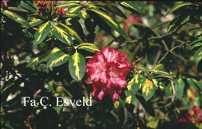 Rhododendron 'President Roosevelt'