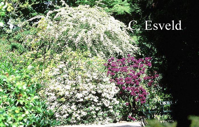 Rhododendron 'Purple Splendour'