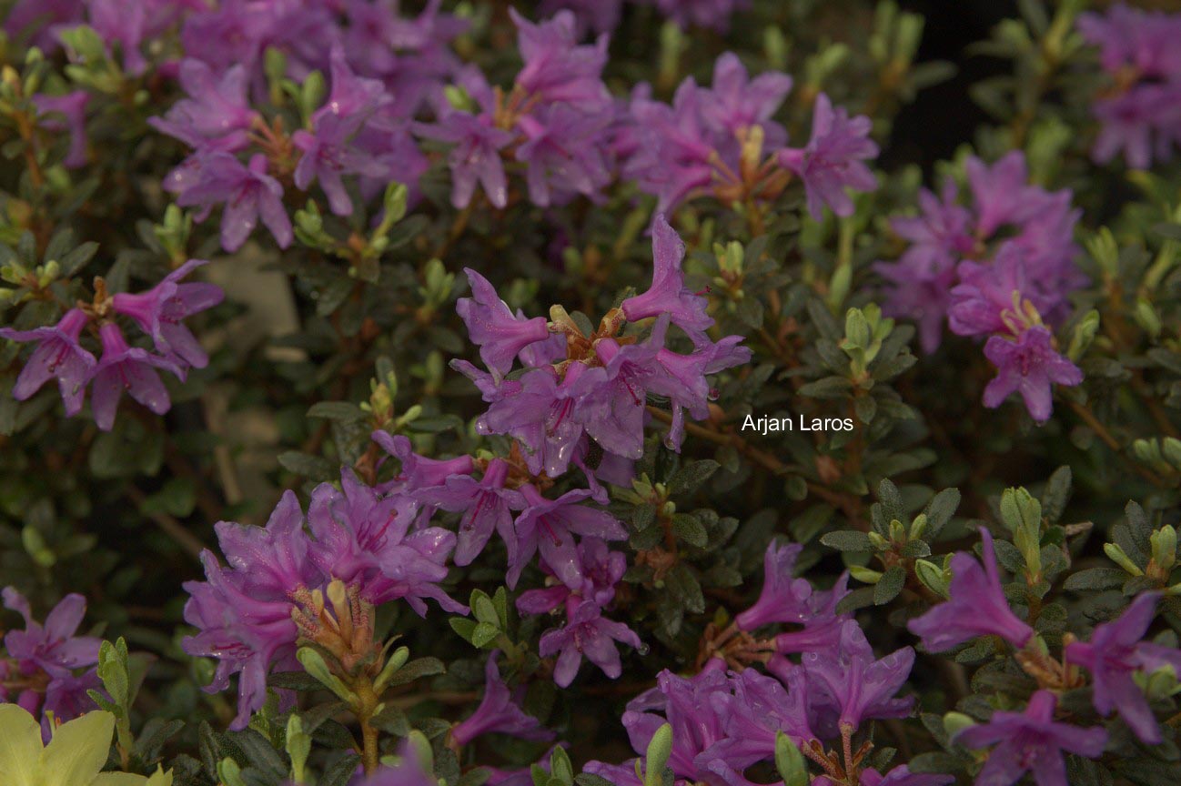 Rhododendron 'Raisa'