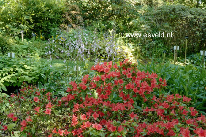 Rhododendron 'Red Fountain'