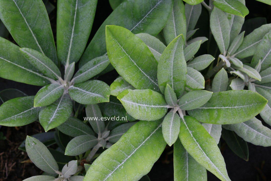 Rhododendron 'Rendezvous'