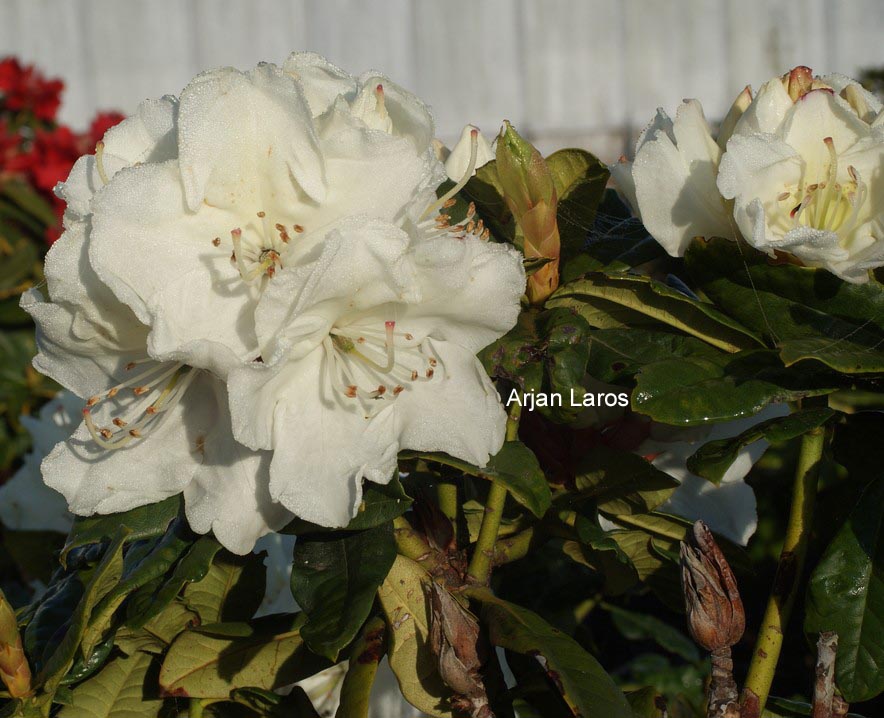 Rhododendron 'Robert Korn'