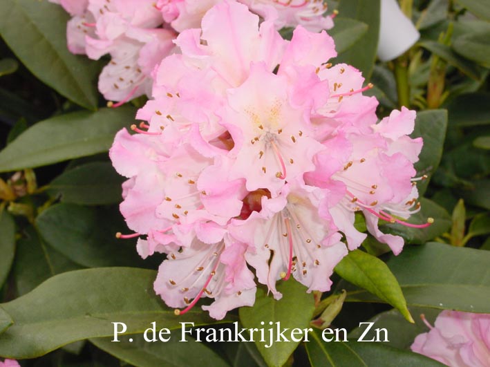 Rhododendron 'Rosa Mundi'