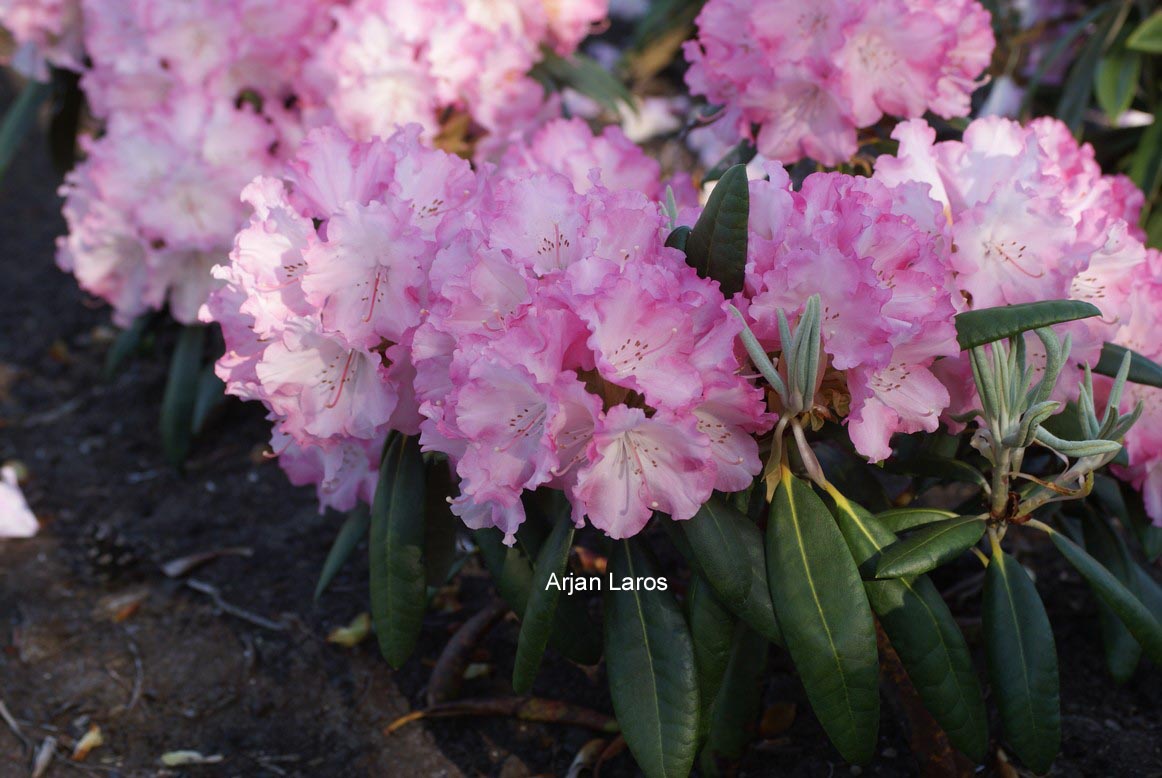 Rhododendron 'Rosarka'