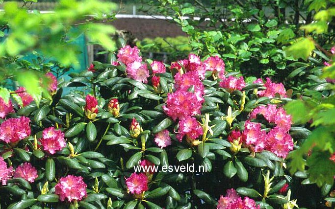 Rhododendron 'Rosita'