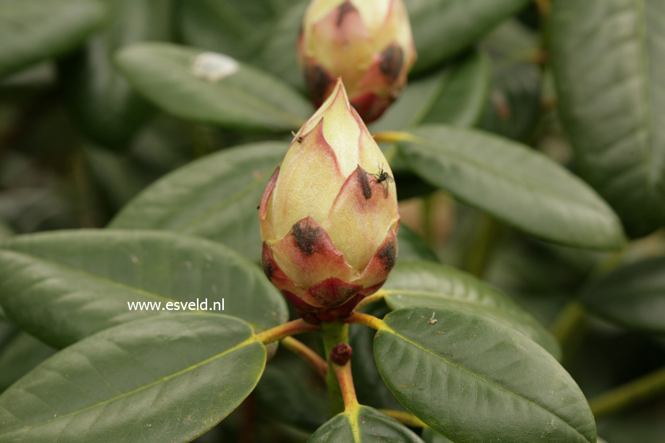 Rhododendron 'Rothenburg'