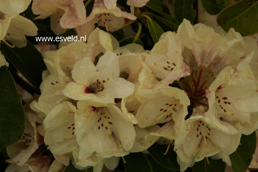 Rhododendron 'Rudolf Heinemann'