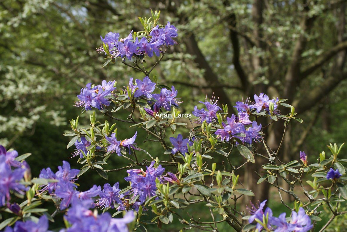 Rhododendron 'Russautinii'