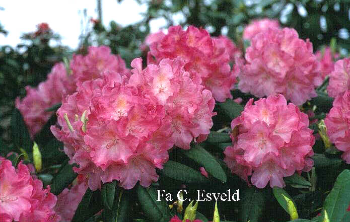 Rhododendron 'Santana'