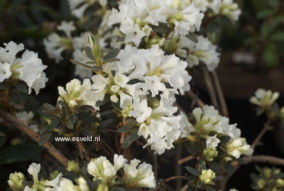Rhododendron 'Sarled'