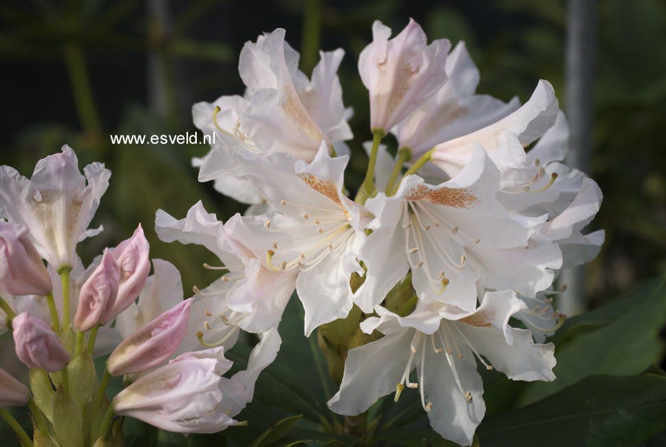 Rhododendron 'Saskia'