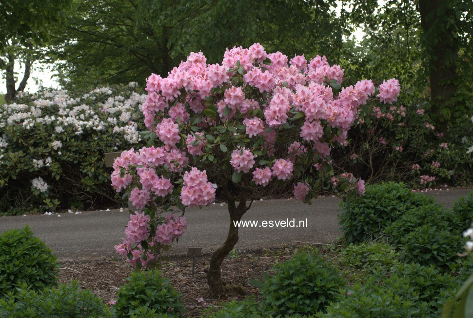 Rhododendron 'Scintillation'
