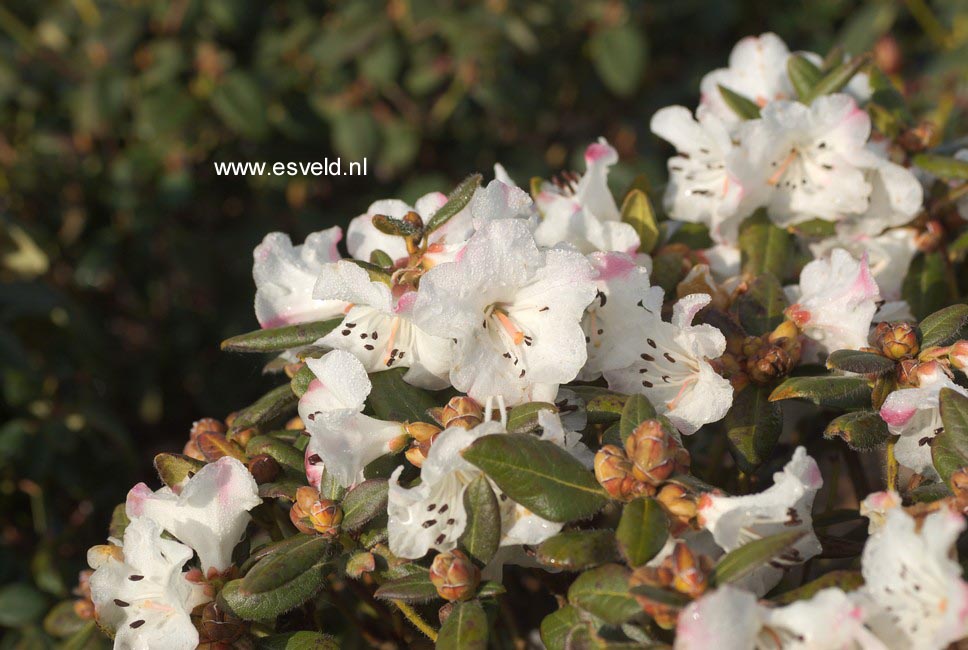 Rhododendron 'Silk Cap'