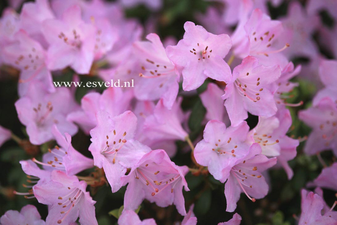 Rhododendron 'Snipe'