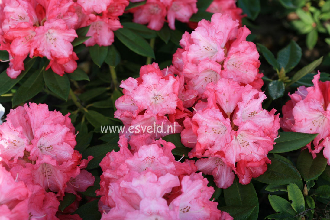 Rhododendron 'Solidarity'