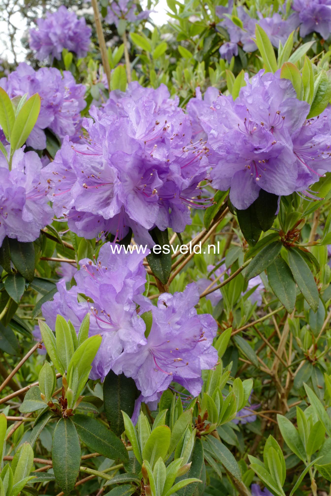 Rhododendron 'St. Tudy'