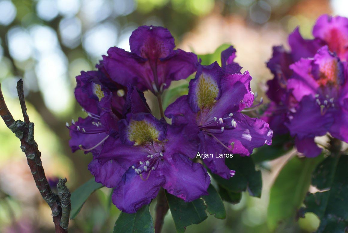 Rhododendron 'Tamarindos'