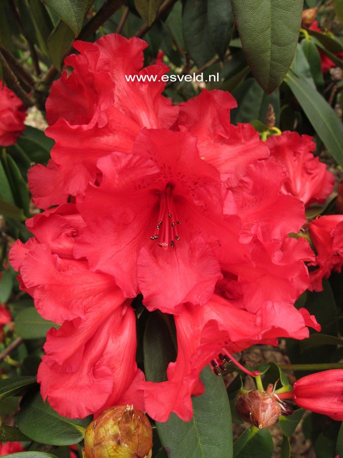 Rhododendron 'Taurus'