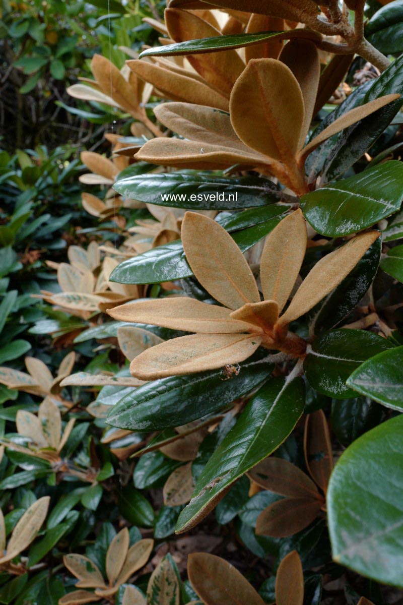 Rhododendron 'Teddy Bear'
