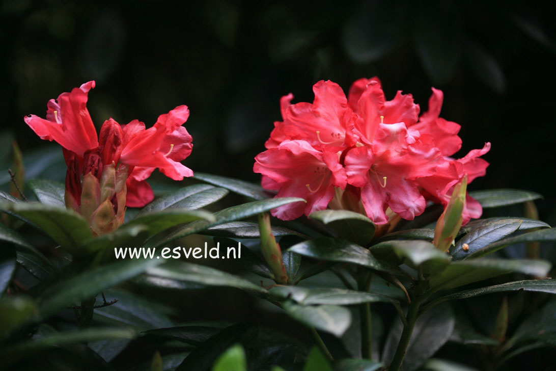 Rhododendron 'Titian Beauty'