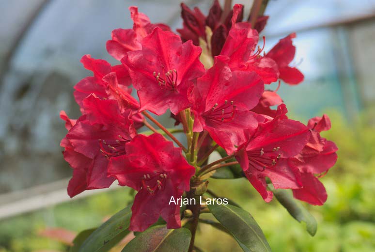 Rhododendron 'Torero'