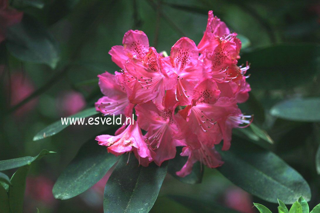 Rhododendron 'Van Weerden Poelman'