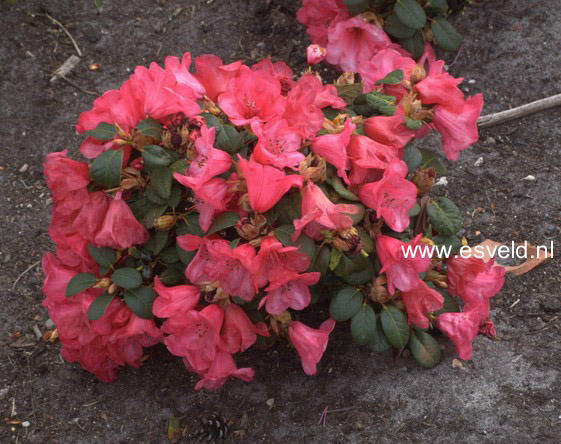 Rhododendron 'Whisperingrose'