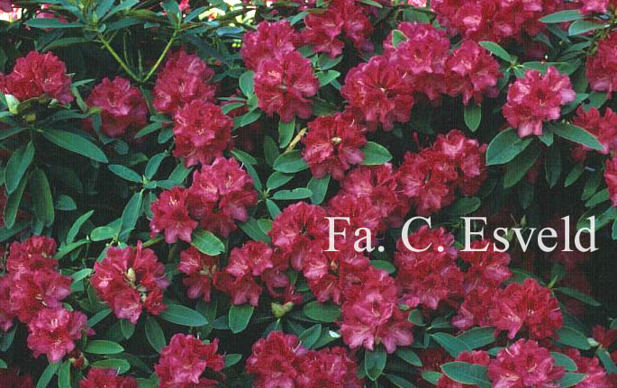 Rhododendron 'Wilgens Ruby'
