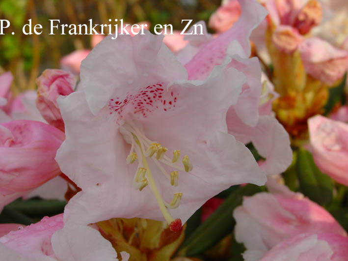 Rhododendron 'Yaku Queen'