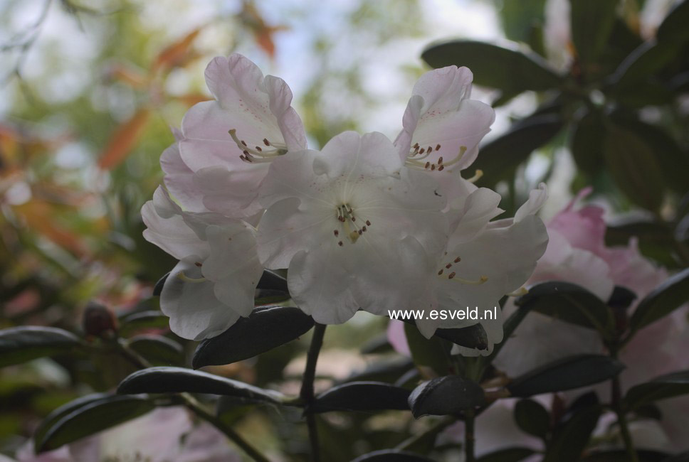 Rhododendron aberconwayi x yakushimanum