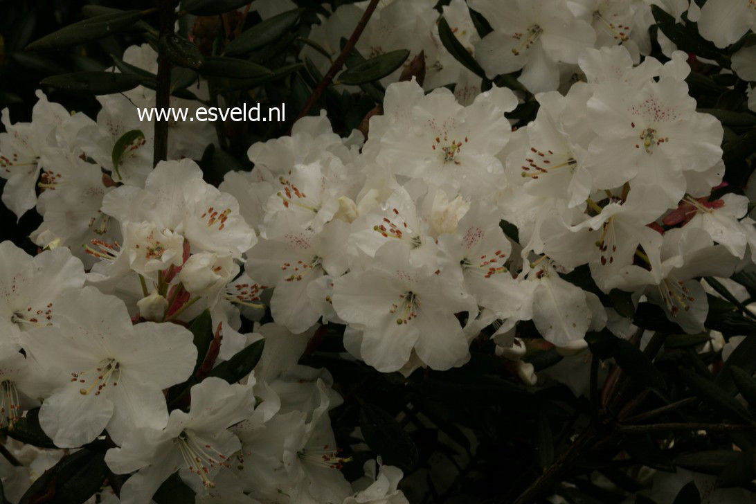 Rhododendron aberconwayi