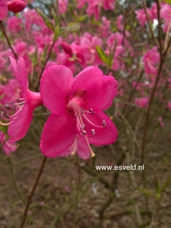 Rhododendron albrechtii