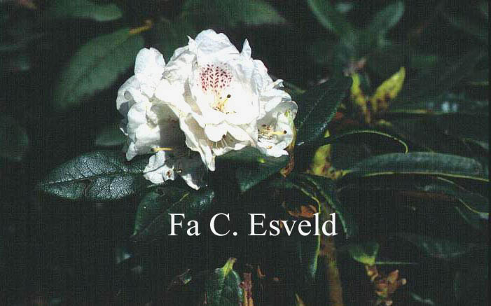 Rhododendron alutaceum