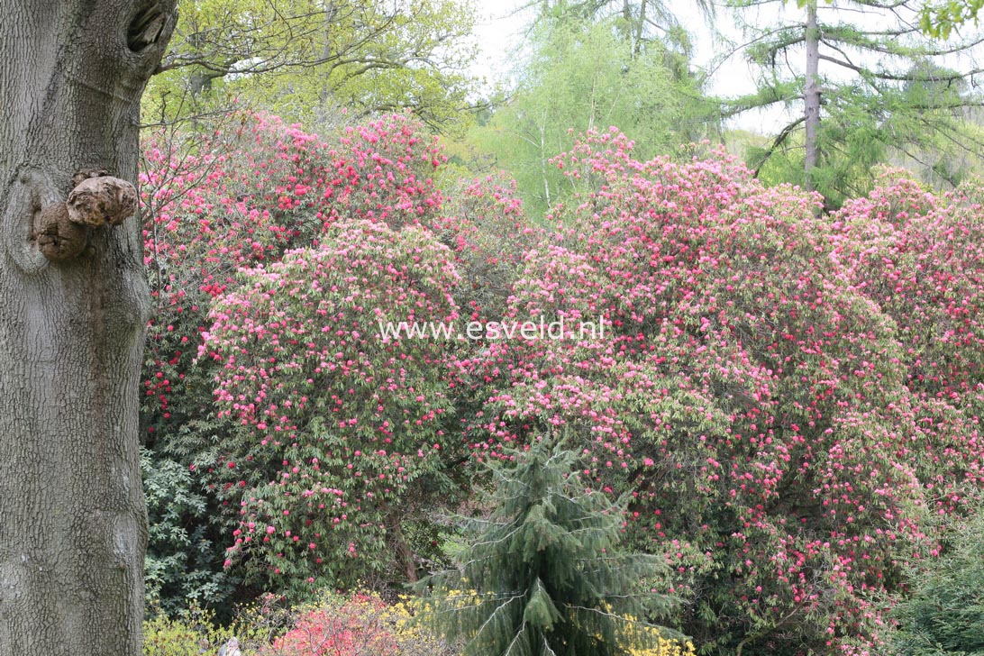 Rhododendron arboreum