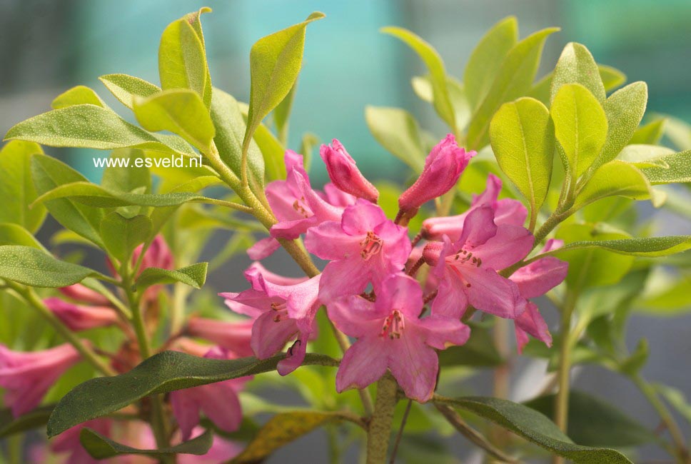 Rhododendron arbutifolium