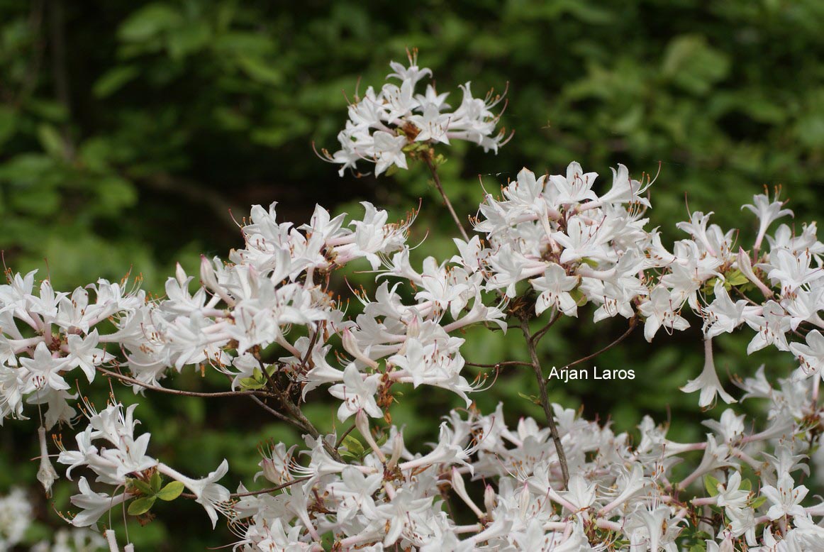 Rhododendron atlanticum