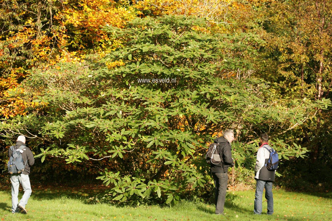 Rhododendron auriculatum