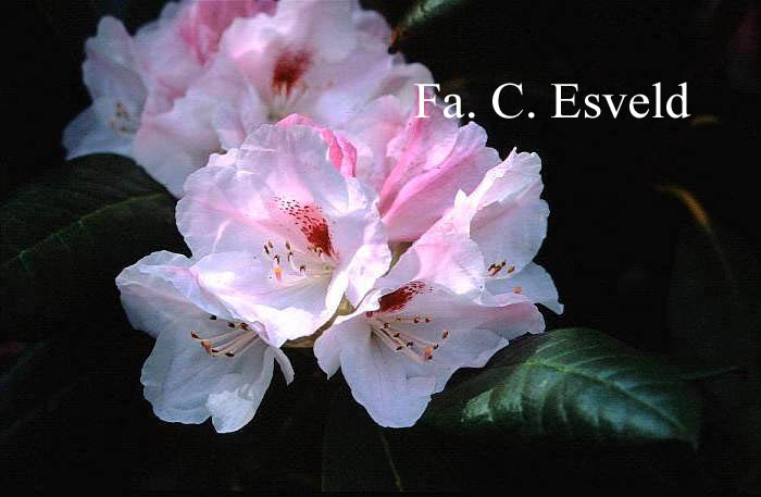 Rhododendron bureavioides