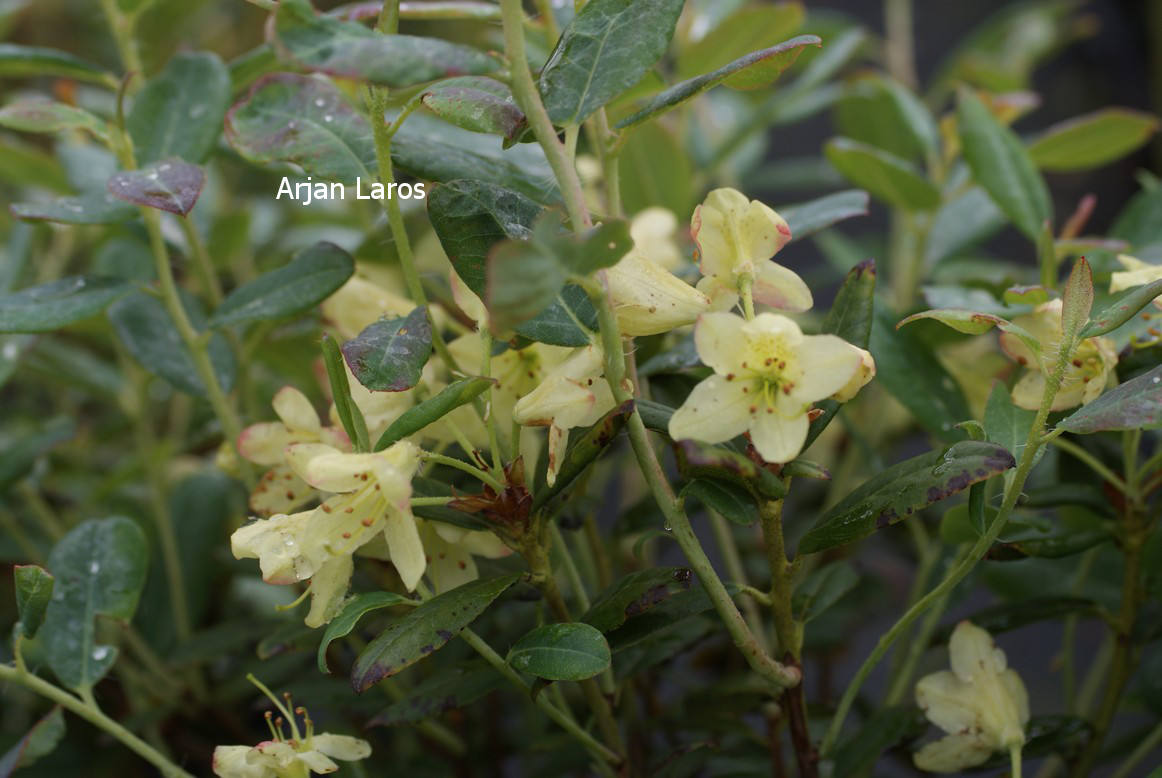 Rhododendron caesium