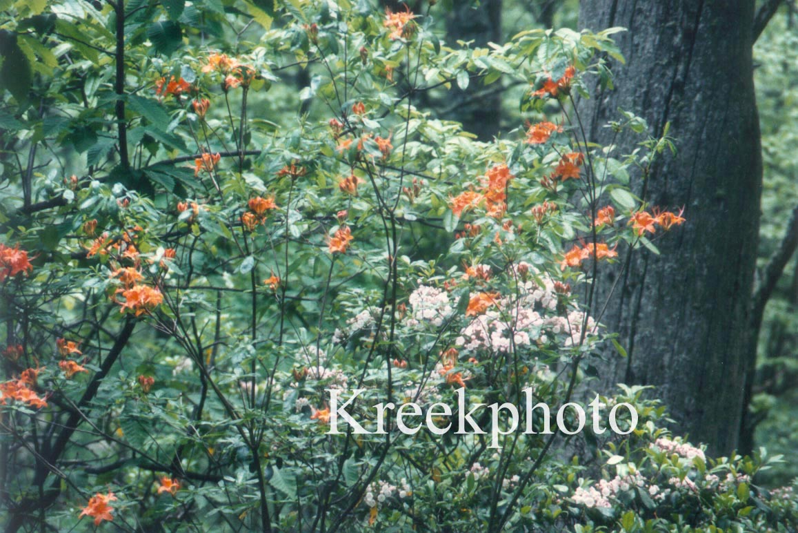 Rhododendron calendulaceum