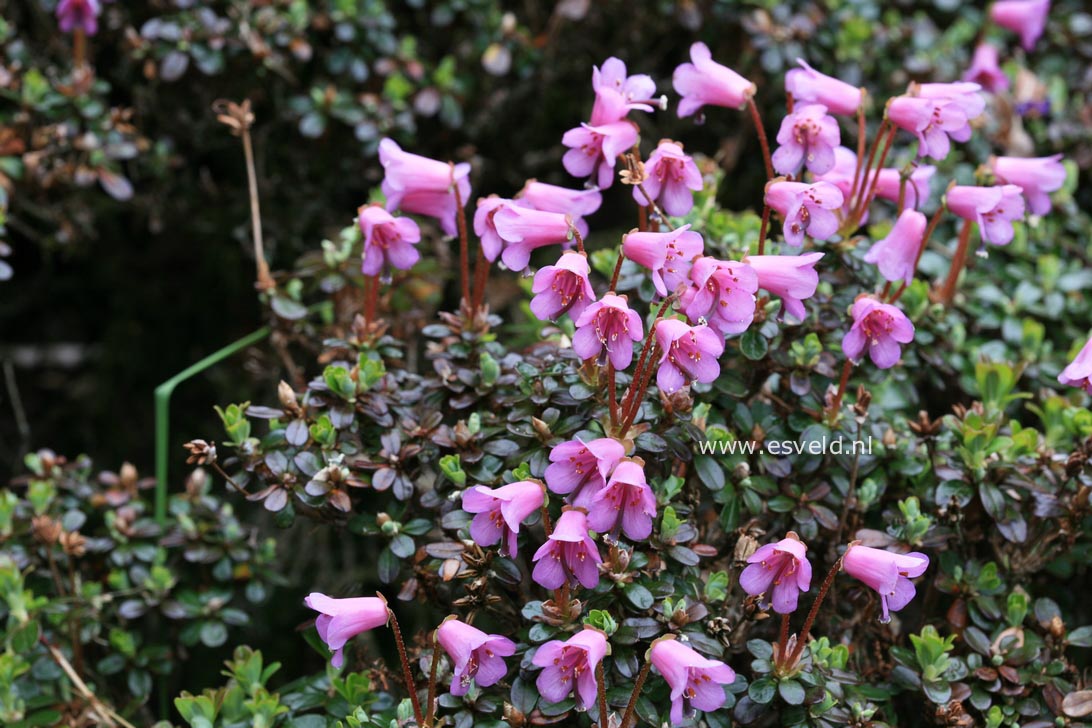 Rhododendron campylogynum